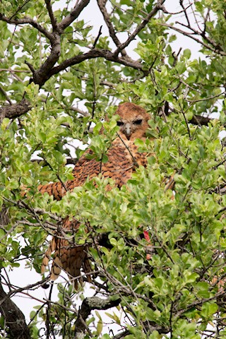 Pel's Fishing-Owl - ML647840036