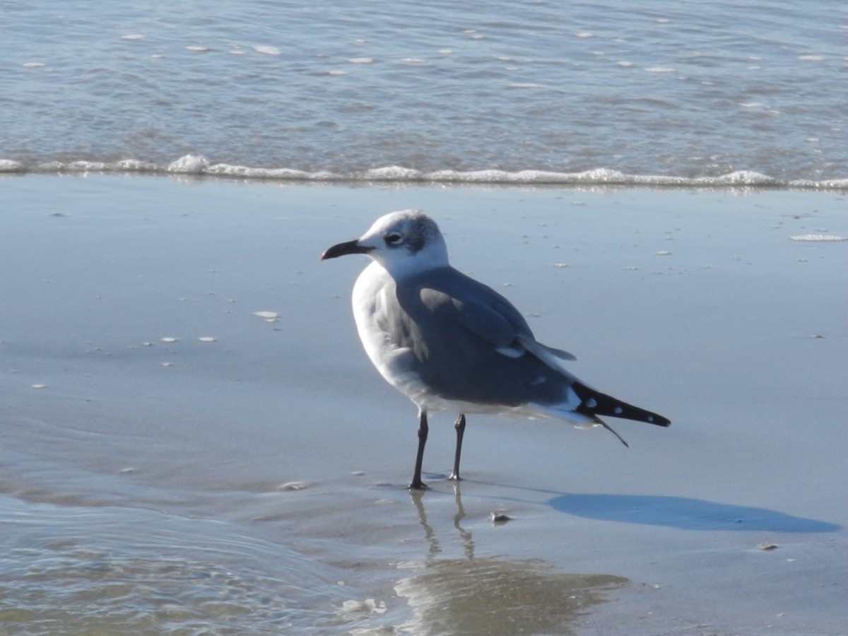 Ацтекская чайка - ML647840044