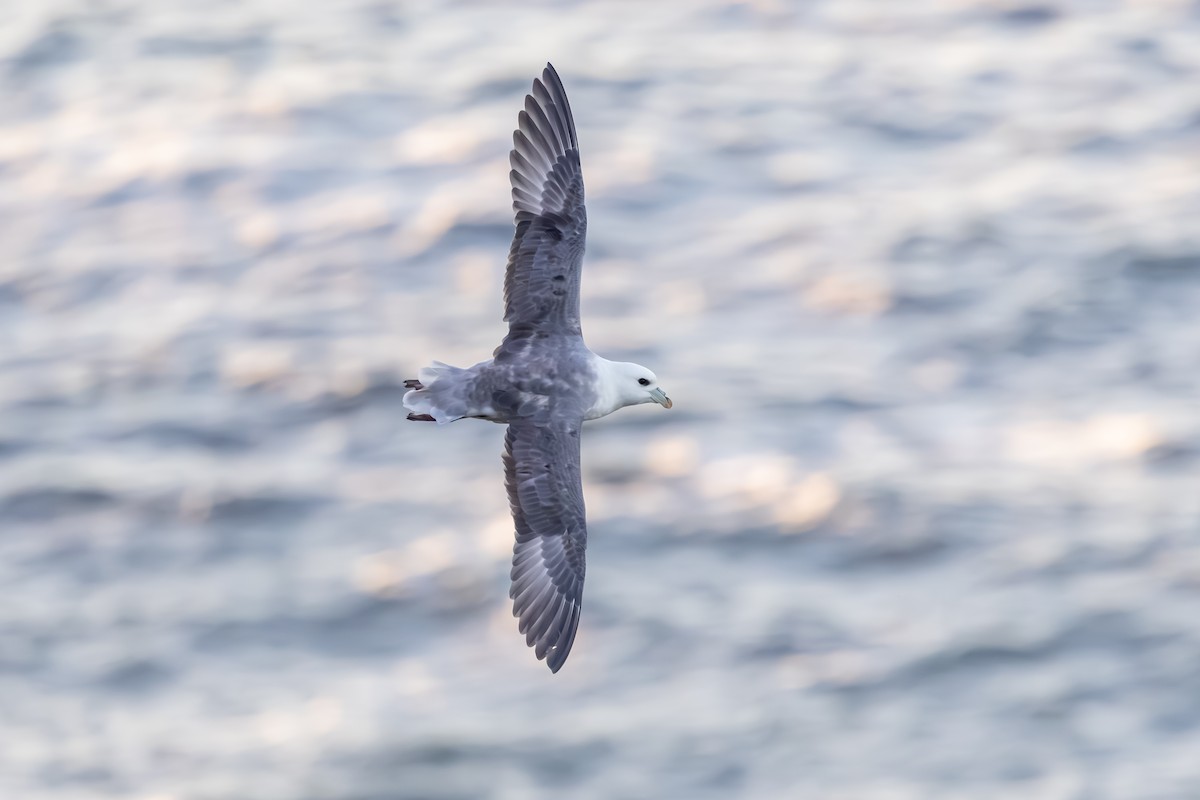 Fulmar Boreal - ML647840085