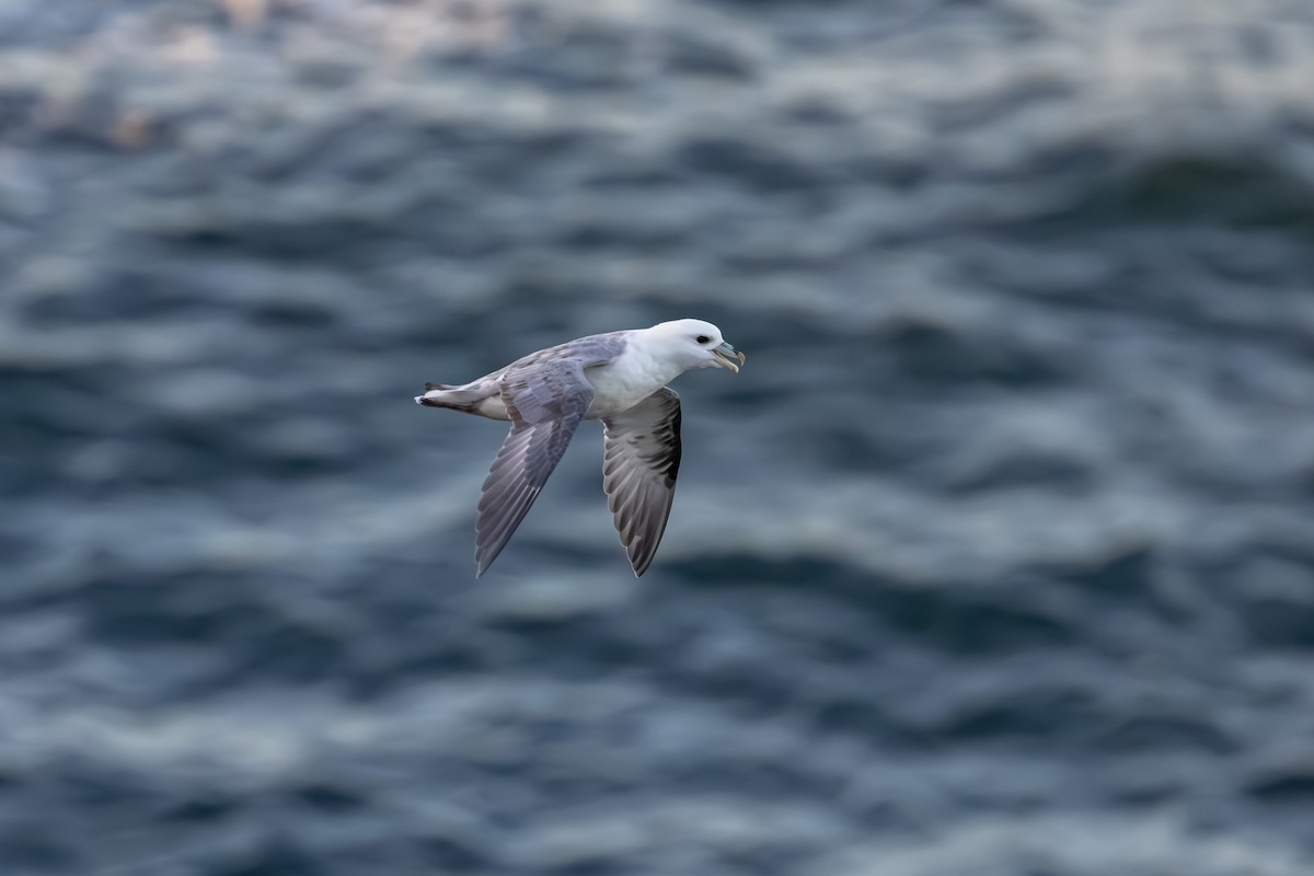 Fulmar Boreal - ML647840088