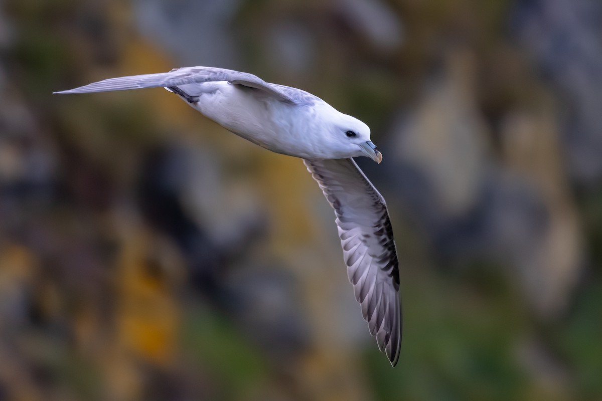 Fulmar Boreal - ML647840091