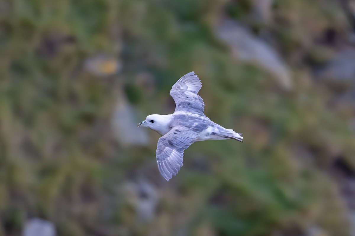 Fulmar Boreal - ML647840093