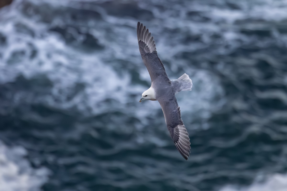Fulmar Boreal - ML647840094