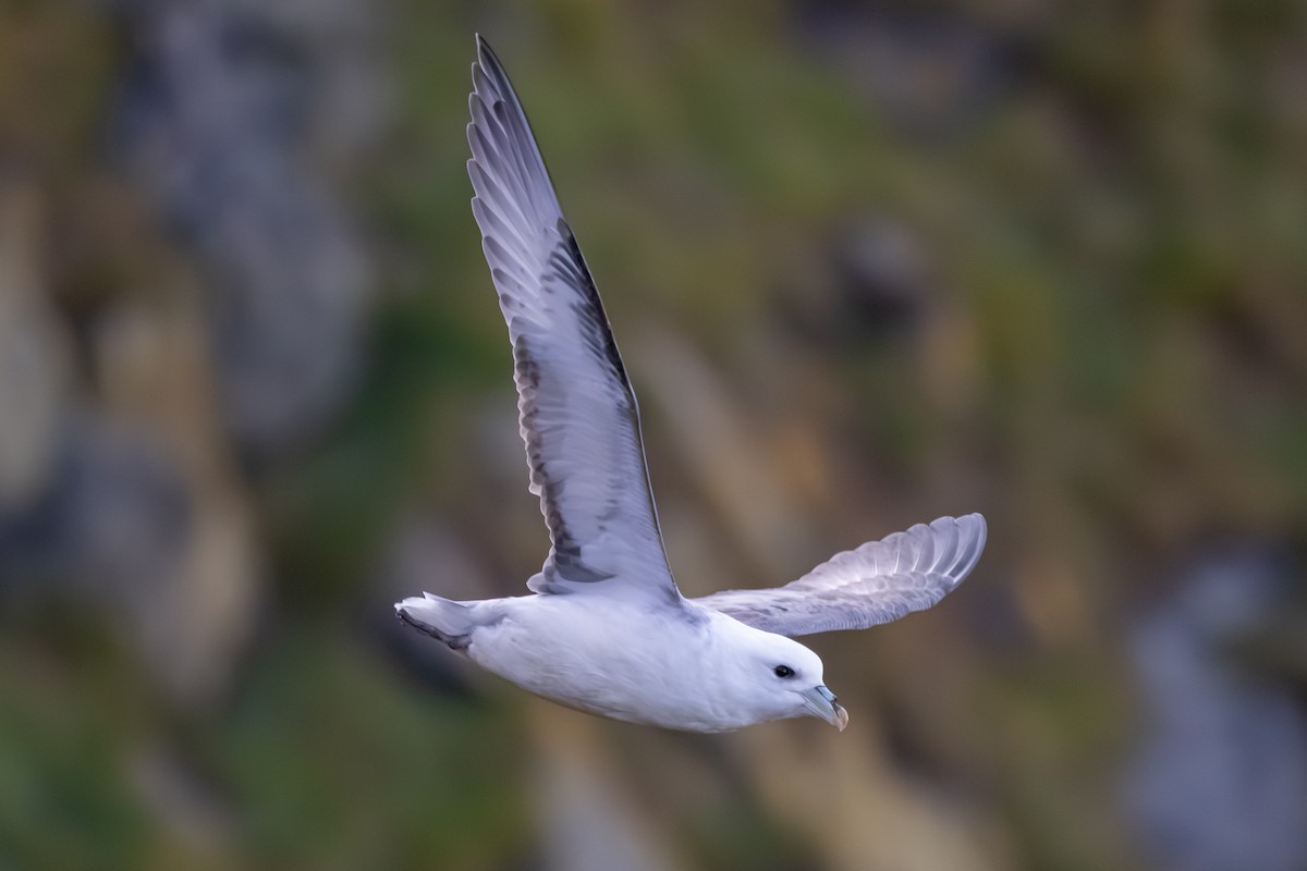 Fulmar Boreal - ML647840095