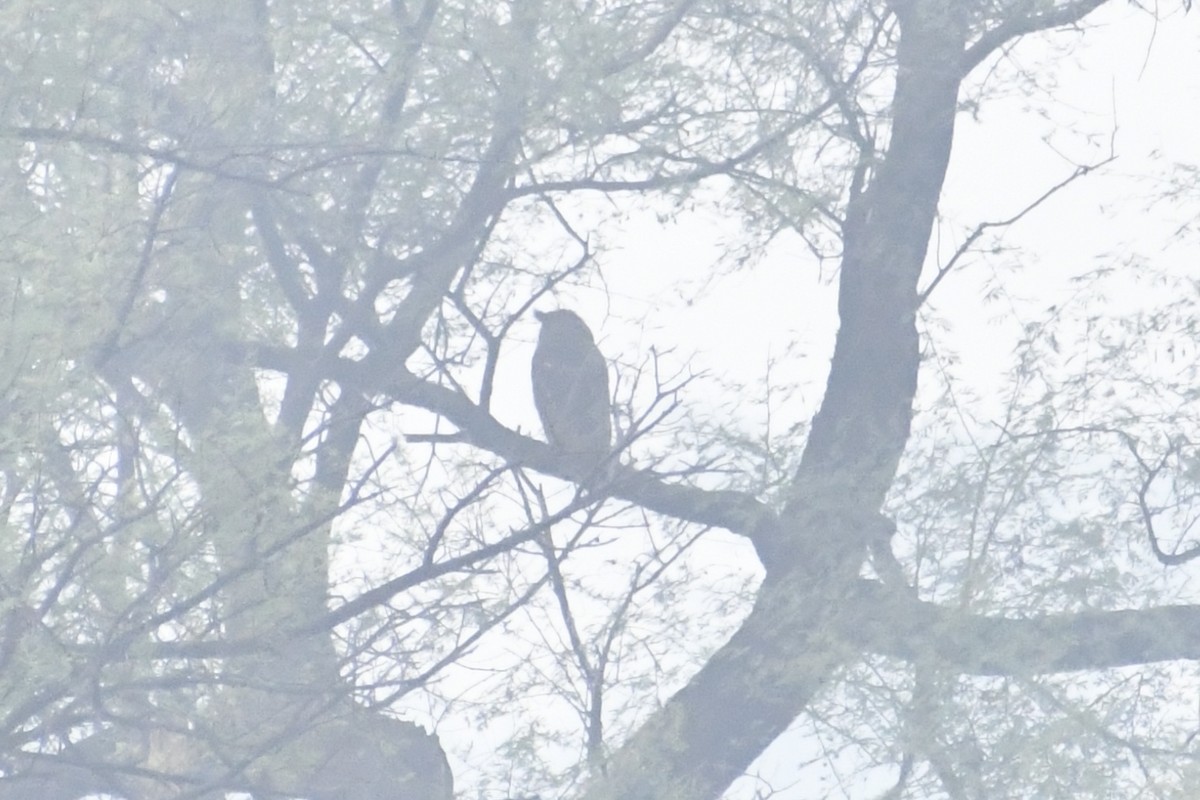 Búho de Coromandel - ML647840097