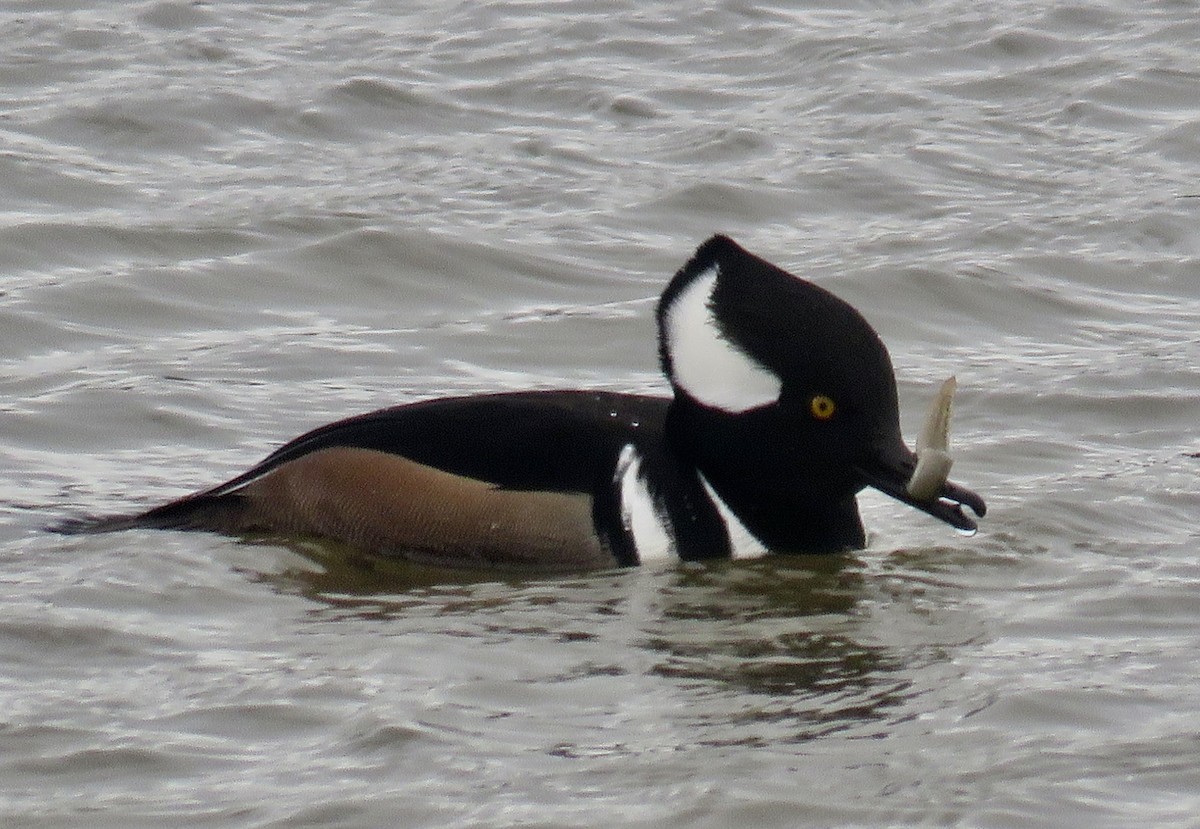 Serreta Capuchona - ML647840098