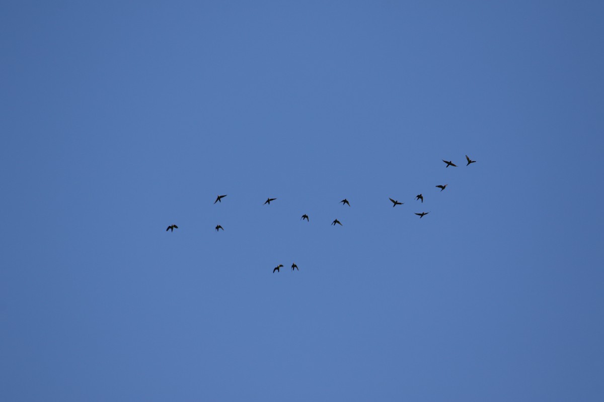 Aratinga de Finsch - ML647840099