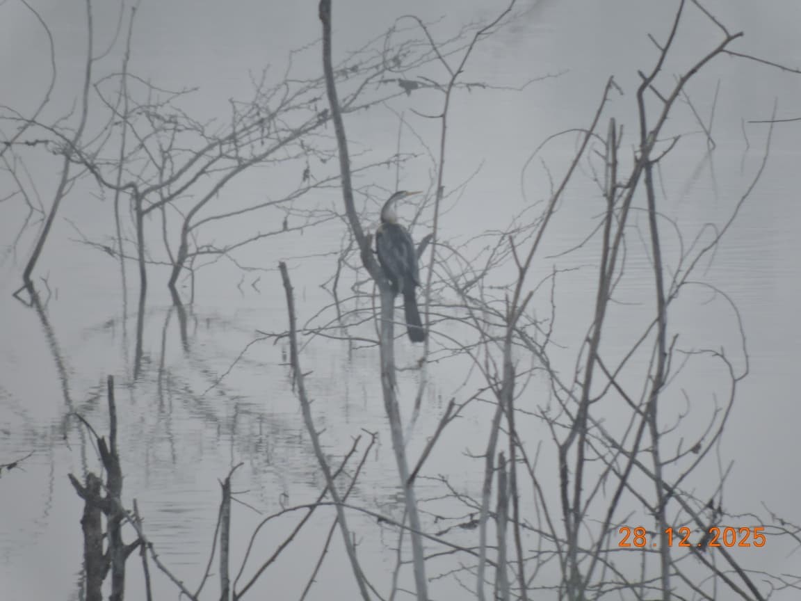 נחשון אסייתי - ML647840100