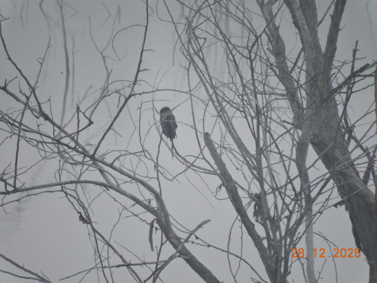 Anhinga Asiática - ML647840101