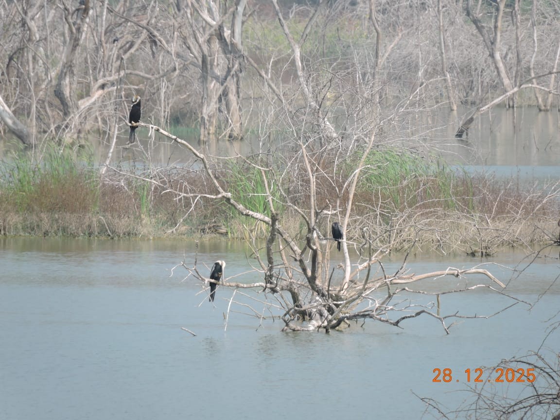 Anhinga Asiática - ML647840102