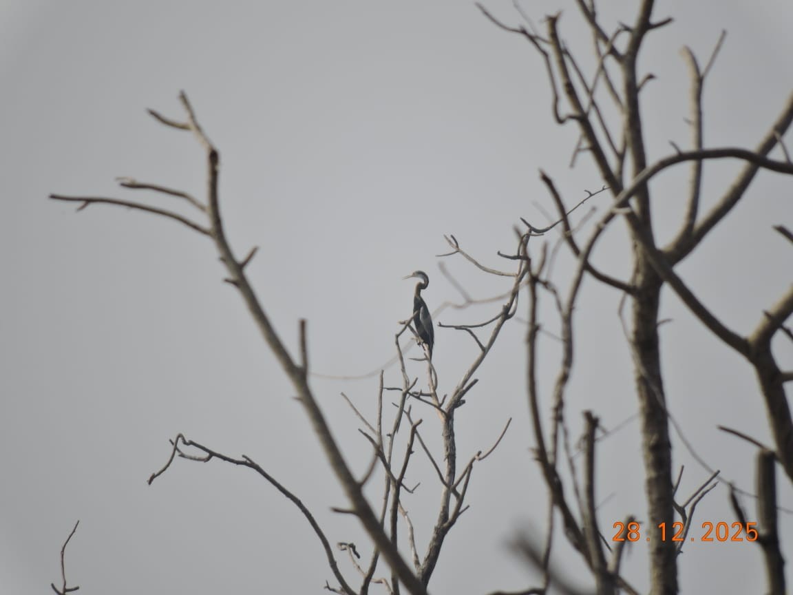 Anhinga Asiática - ML647840103