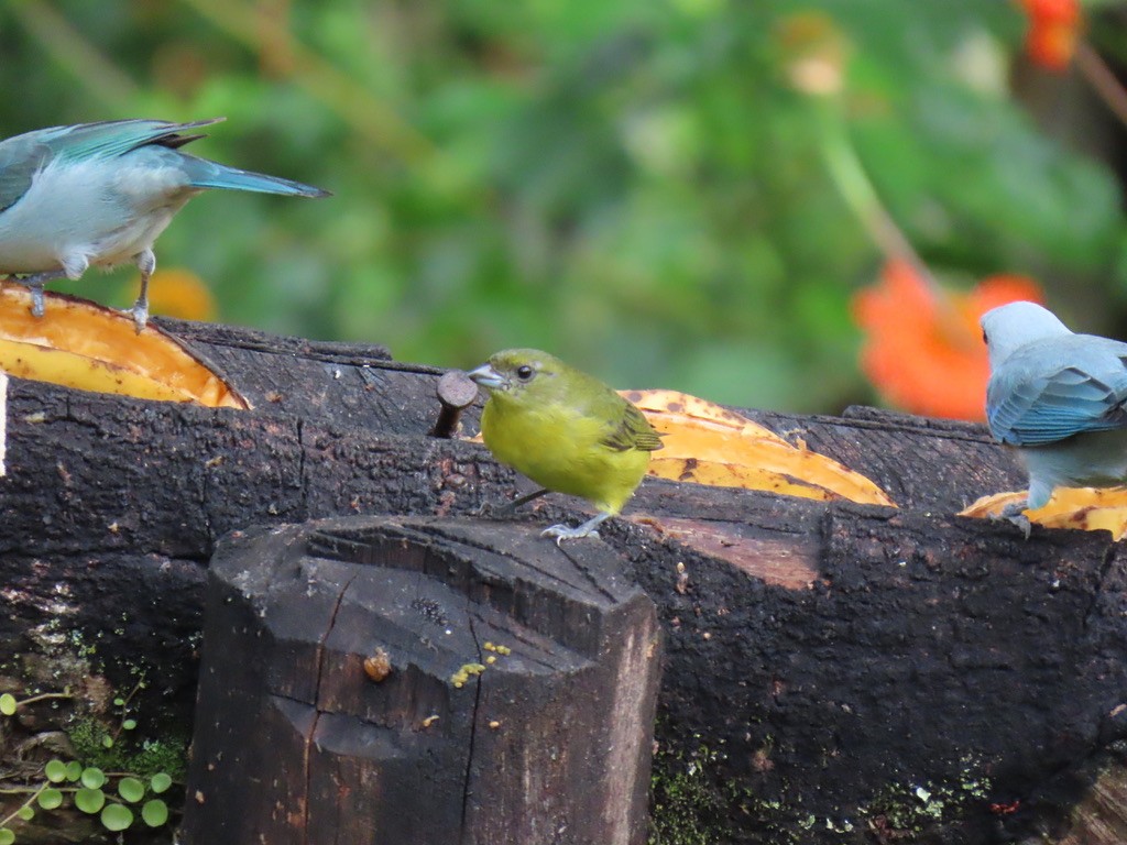 Eufonia Piquigruesa (melanura/crassirostris) - ML647840105