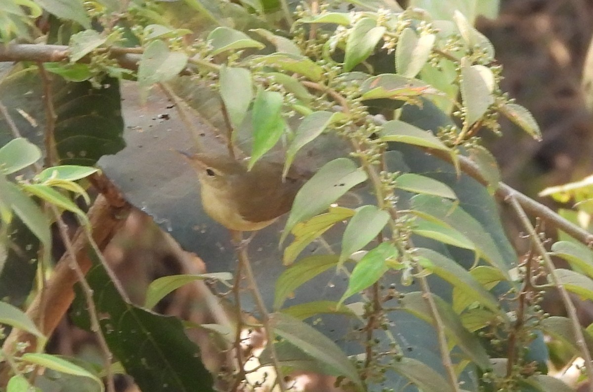 Carricero de Blyth - ML647840106