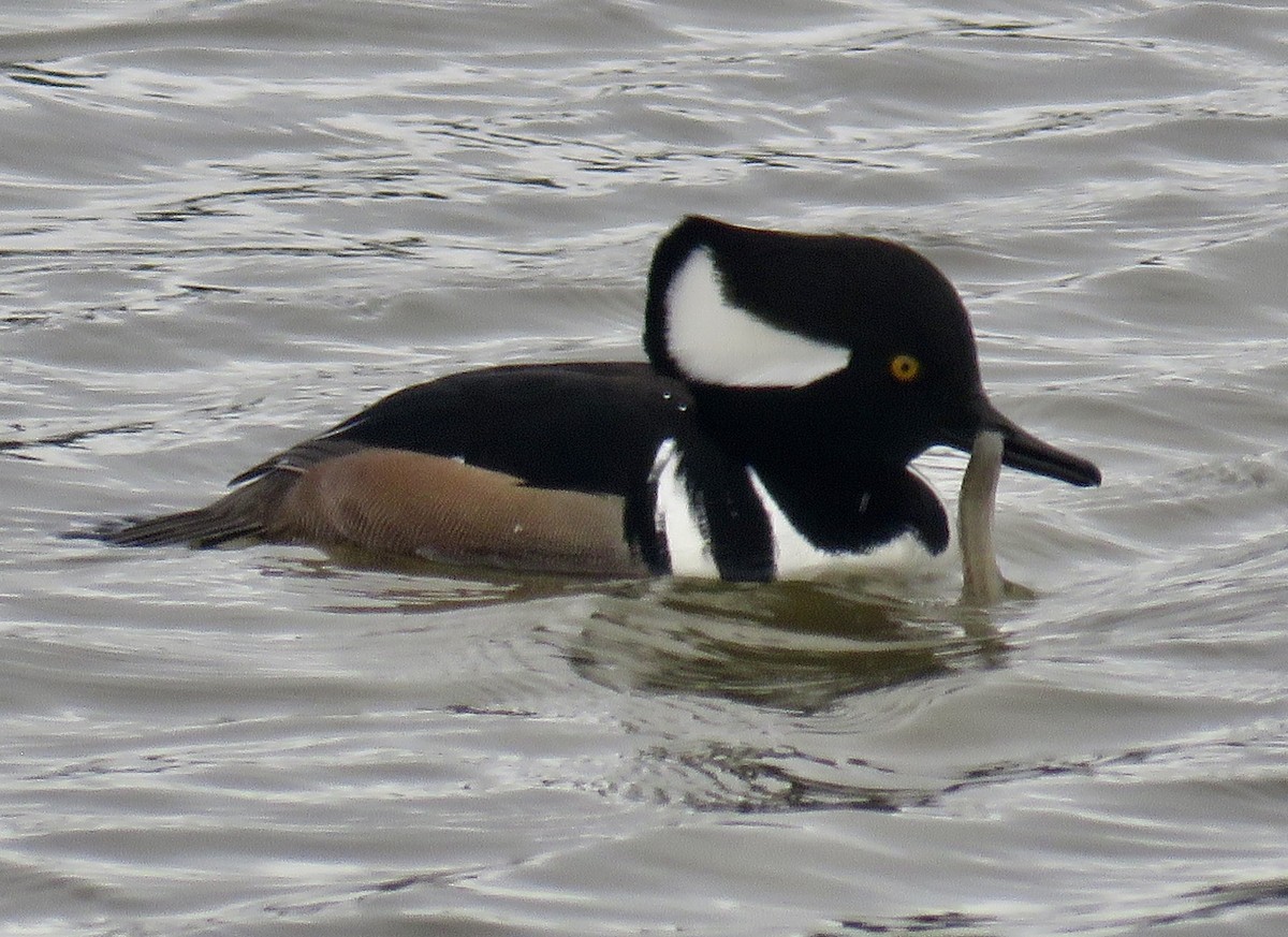 Serreta Capuchona - ML647840107