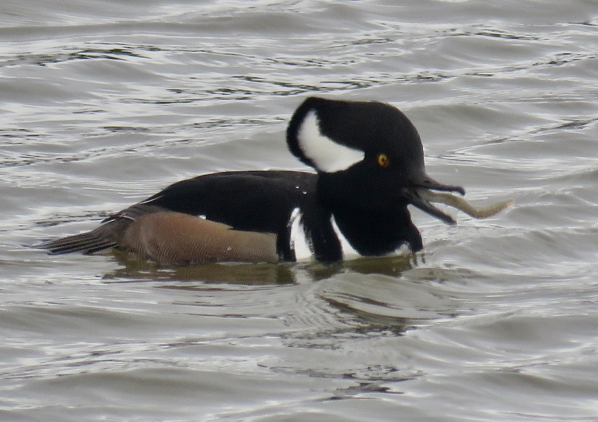 Serreta Capuchona - ML647840108