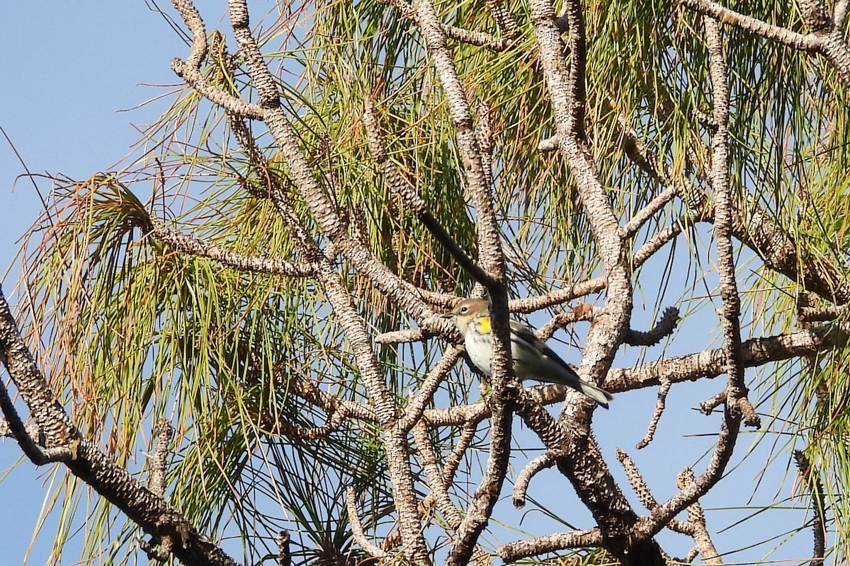 Reinita Coronada (Coronada) - ML647840109