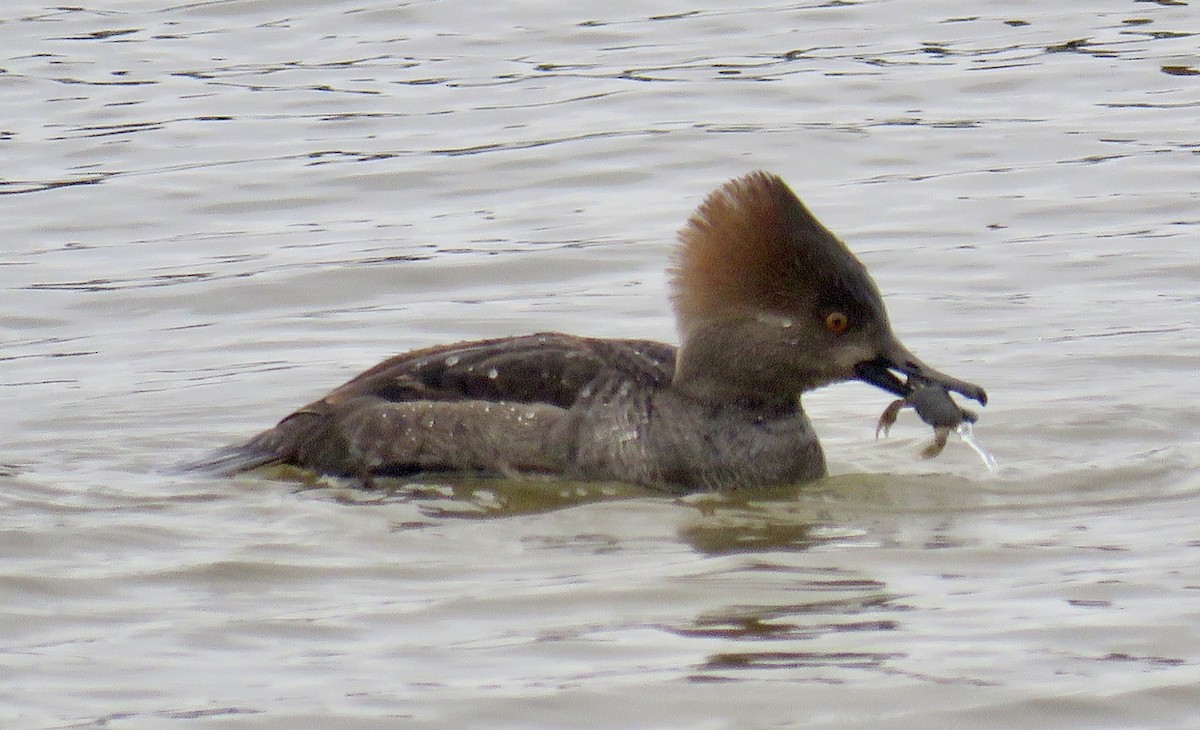 Serreta Capuchona - ML647840110