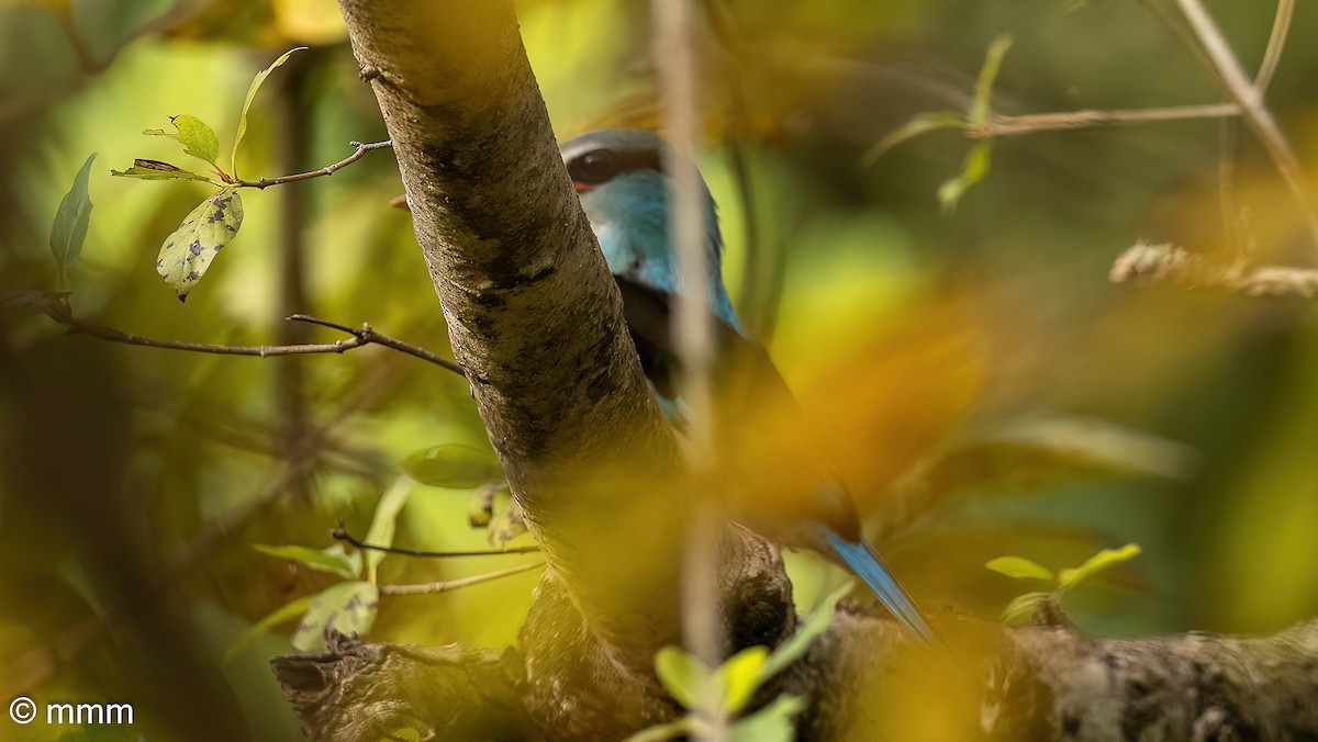Alción Pechiazul - ML647840111