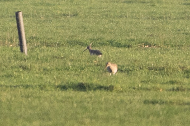 Zarapito Real - ML647840112