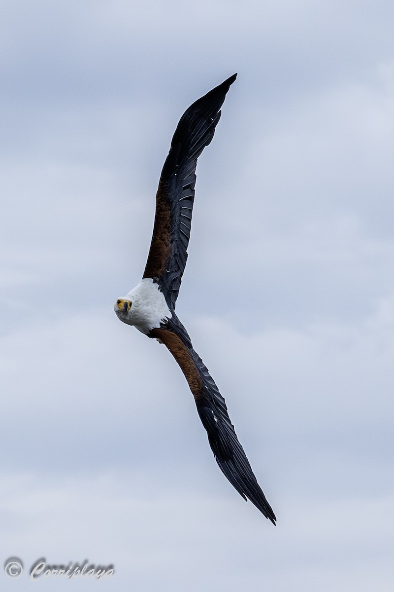 Pigargo Vocinglero - ML647840114