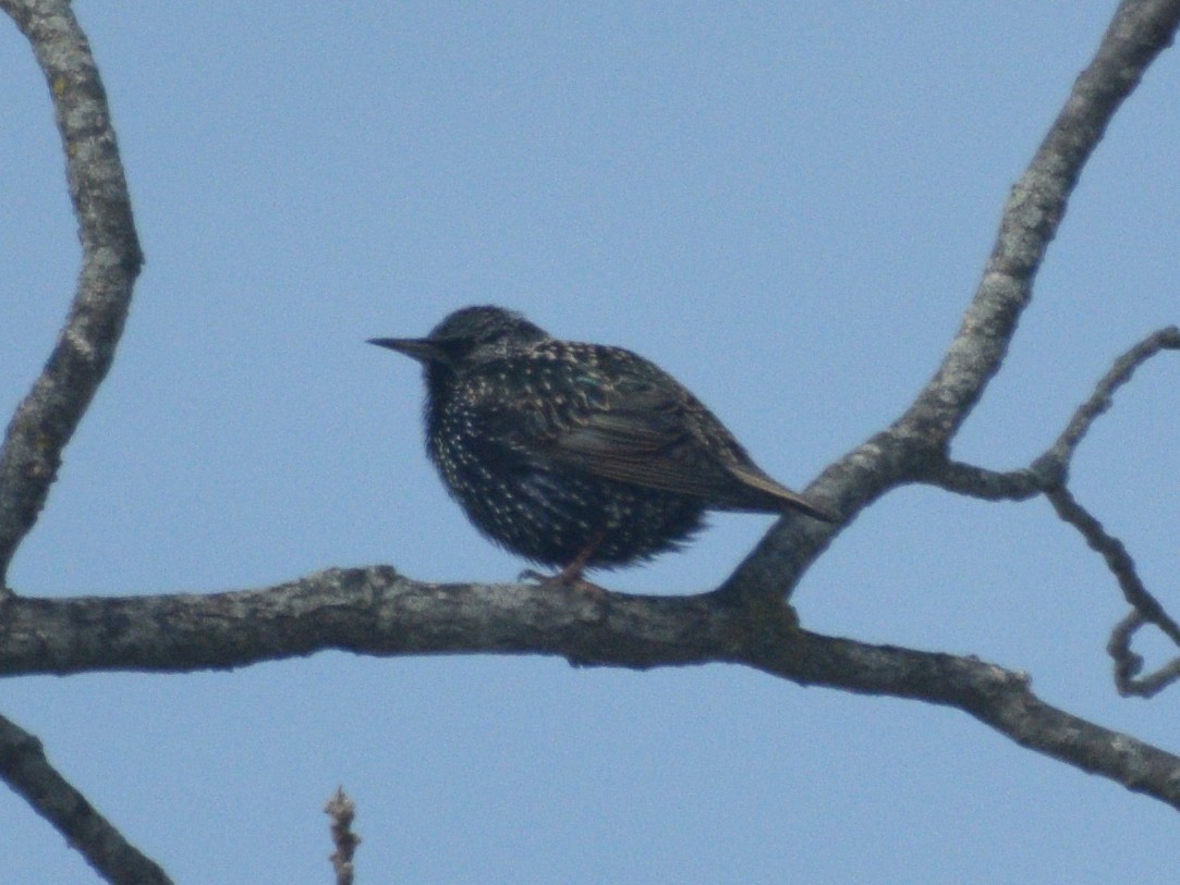 Estornino Pinto - ML647840115