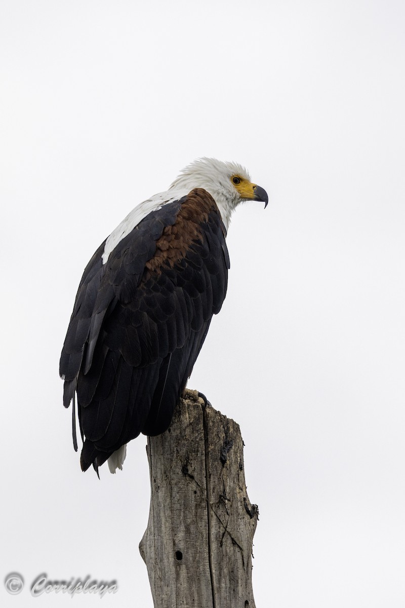 Pigargo Vocinglero - ML647840116