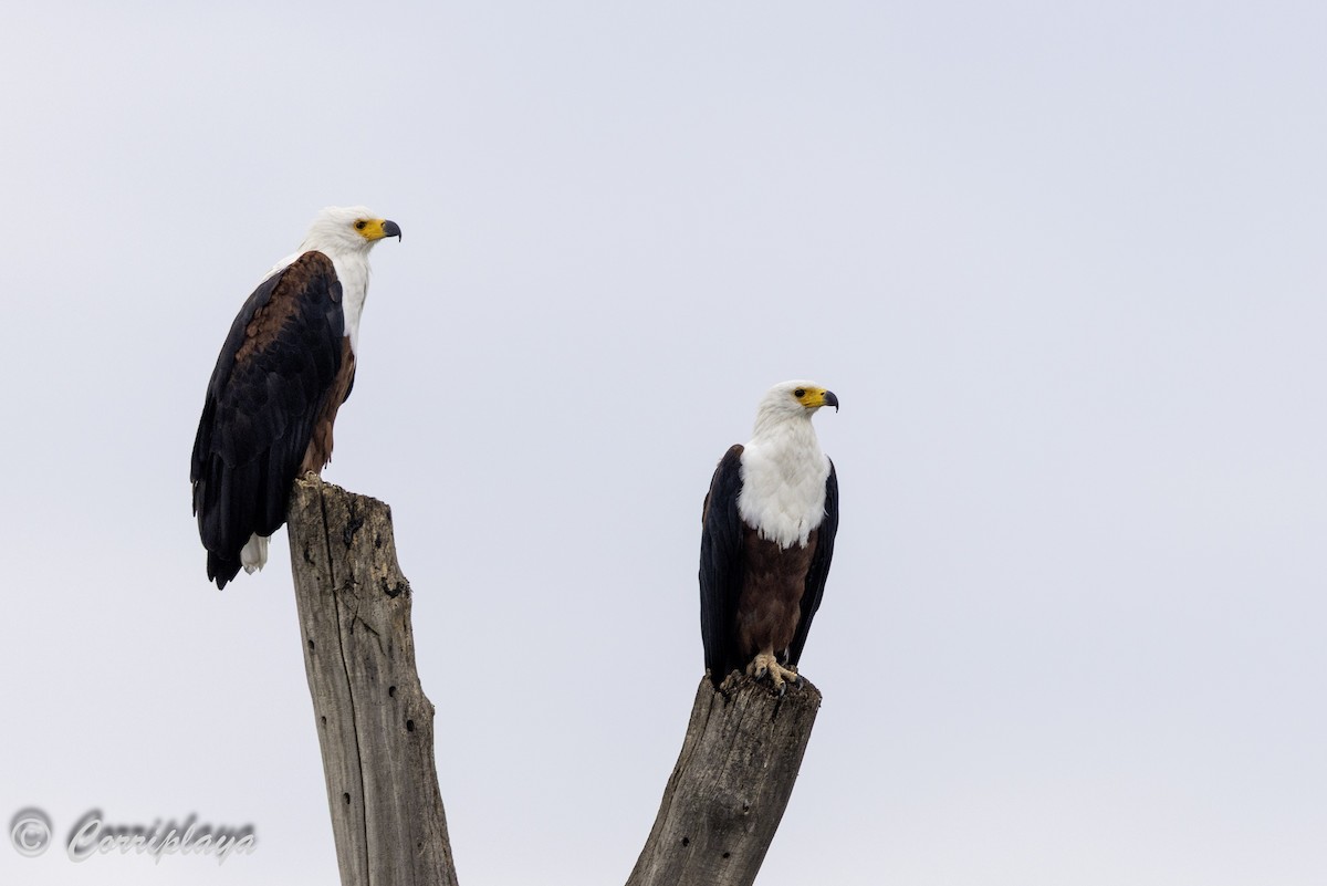 Pigargo Vocinglero - ML647840117