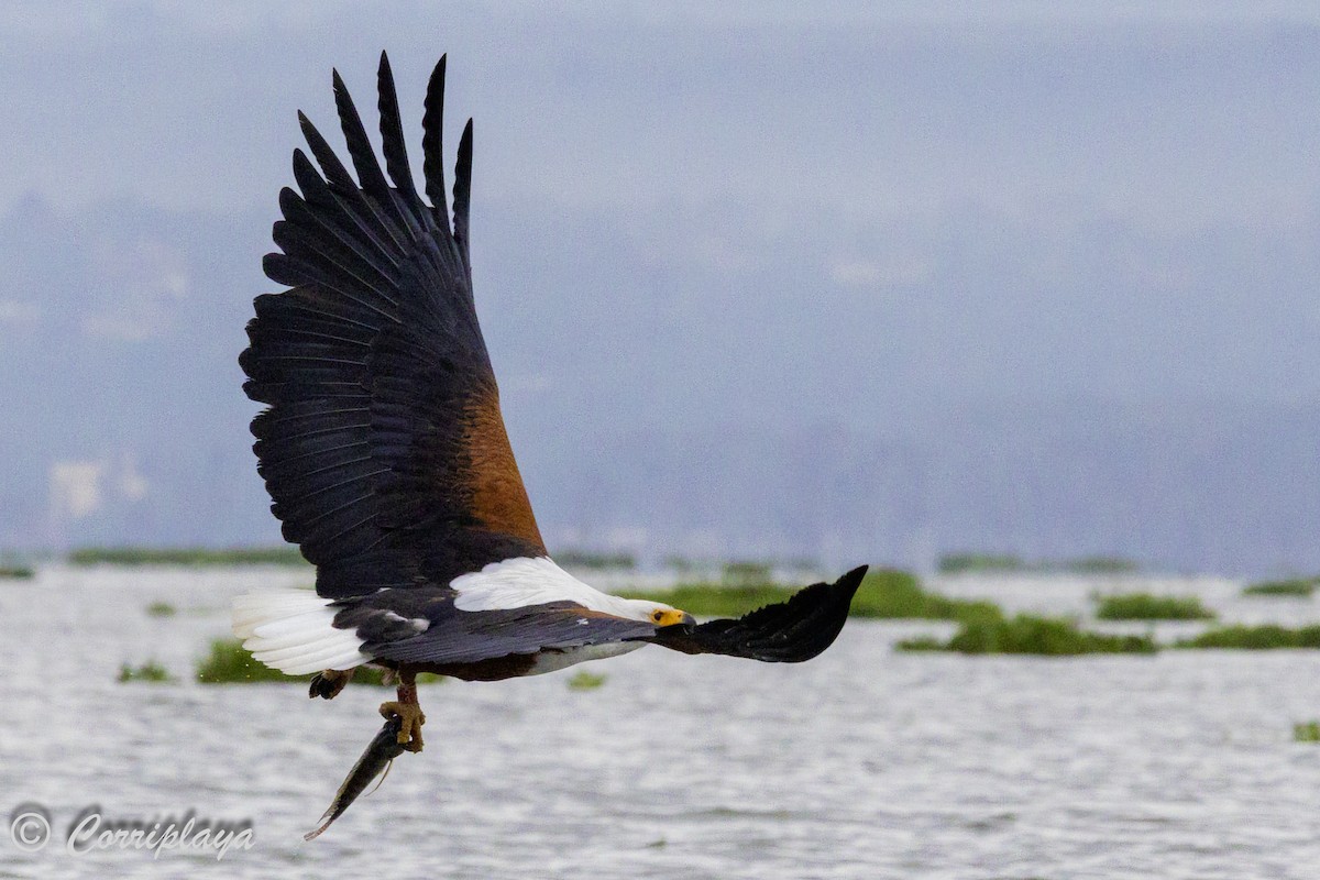 Pigargo Vocinglero - ML647840118