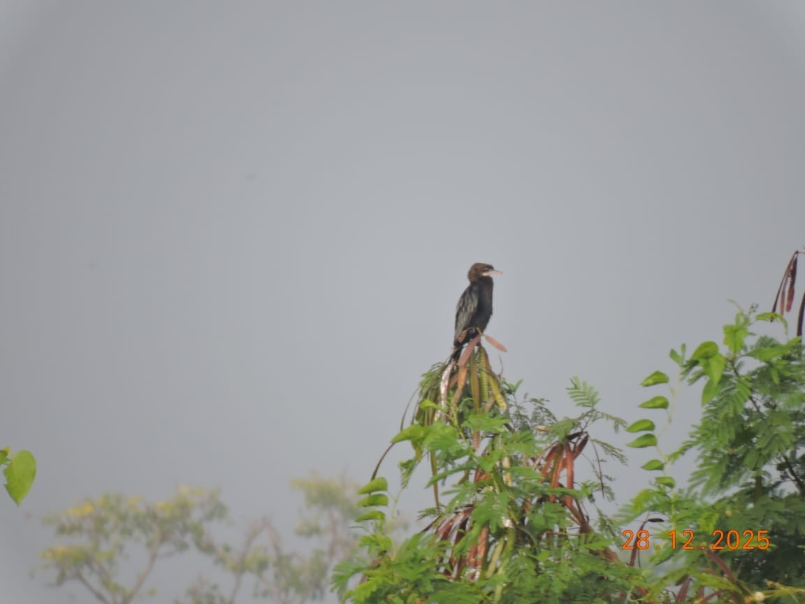 Cormorán de Java - ML647840119