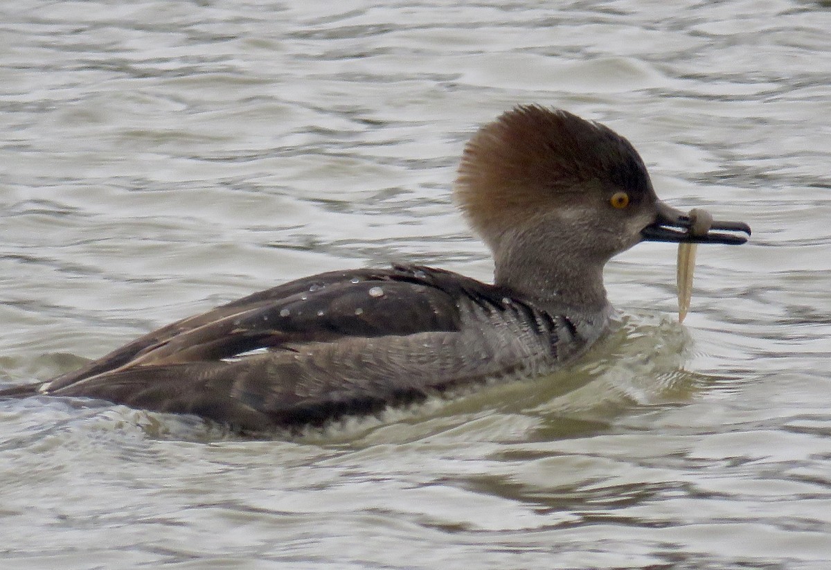 Serreta Capuchona - ML647840120