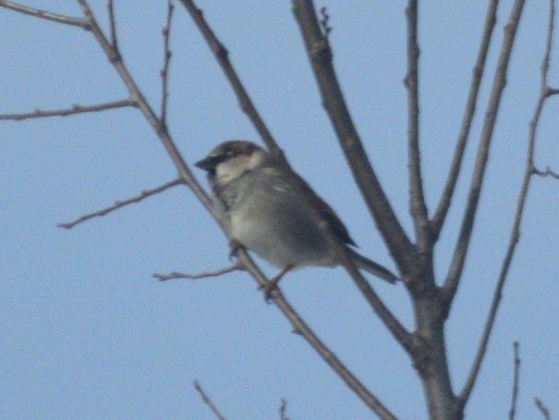 Gorrión Común - ML647840123