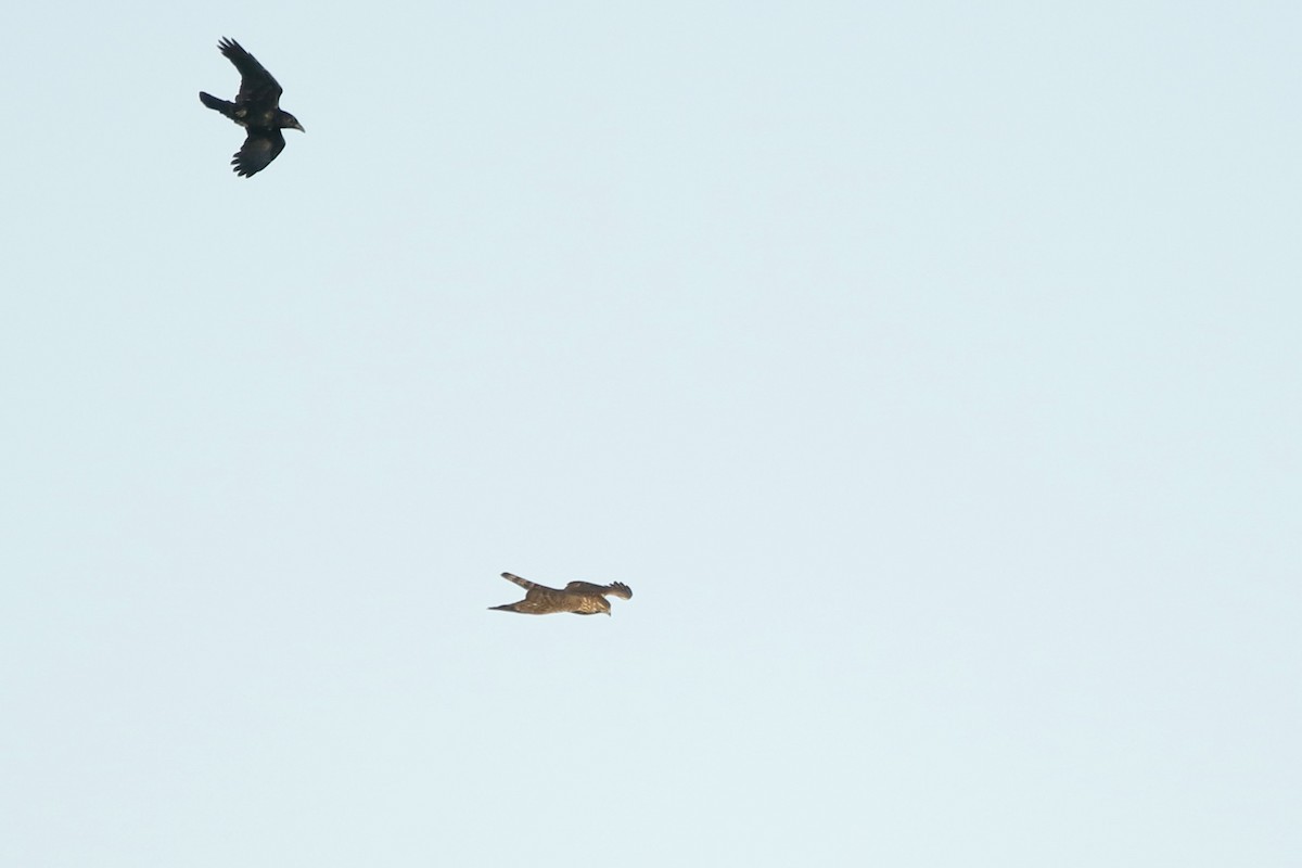 Яструб великий - ML647840146