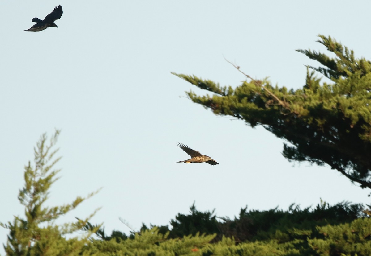 Яструб великий - ML647840147