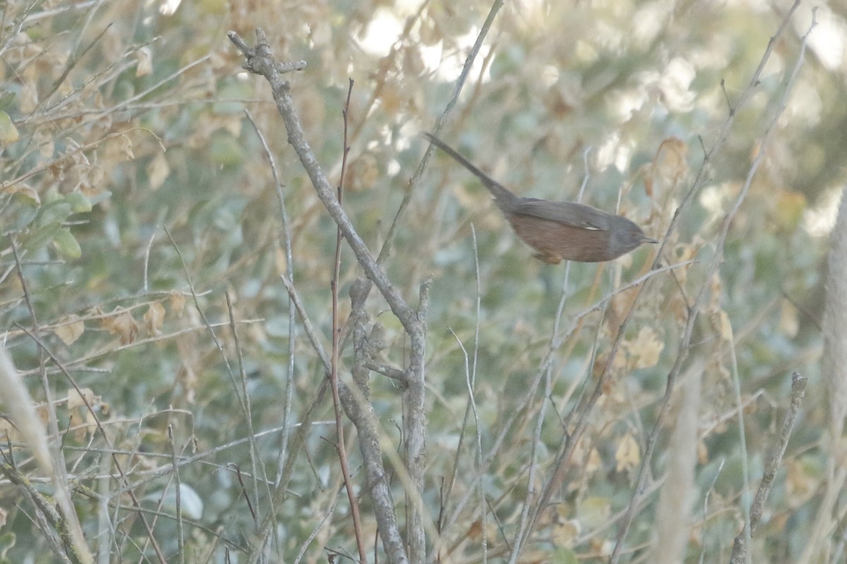 Dartford Warbler - ML647840152