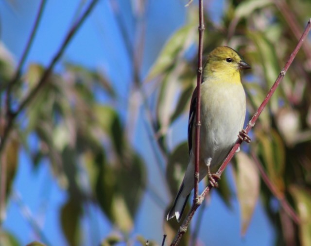 gulstillits - ML647840175