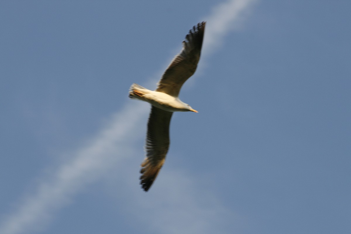 Lesser Black-backed Gull - ML647840197