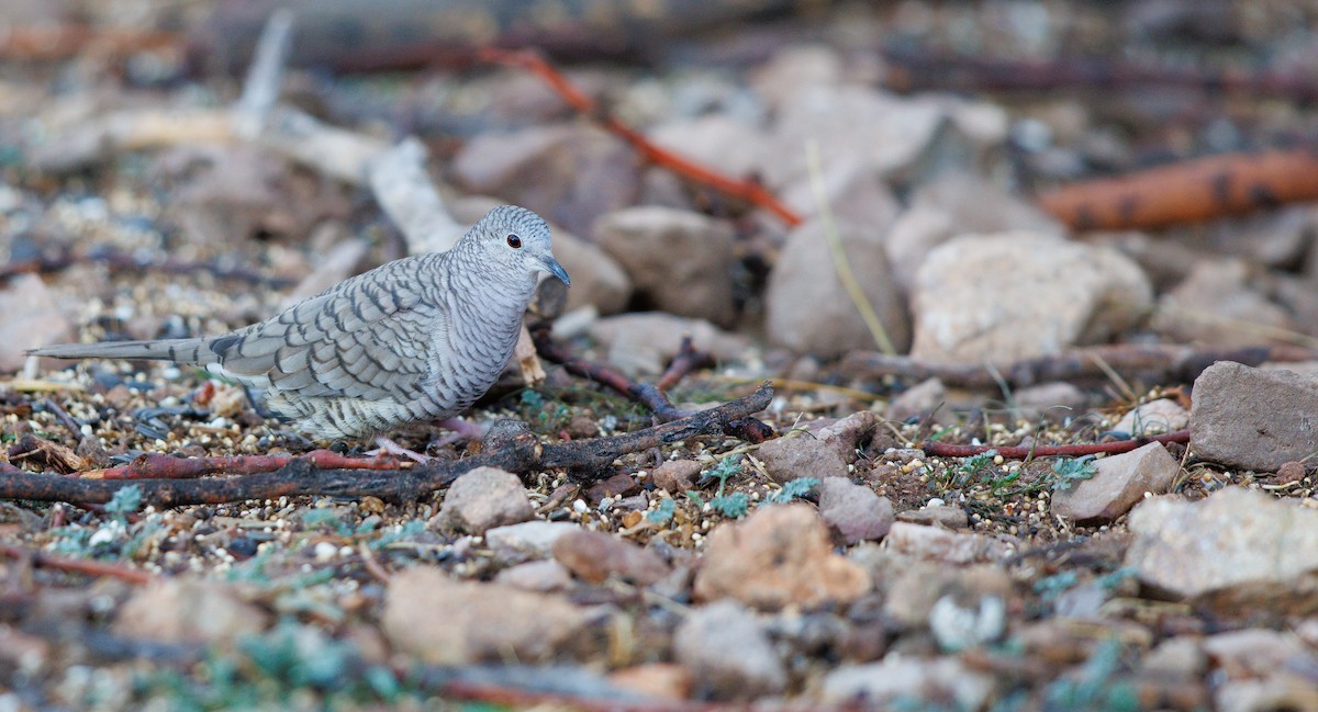 Inca Dove - ML647840231