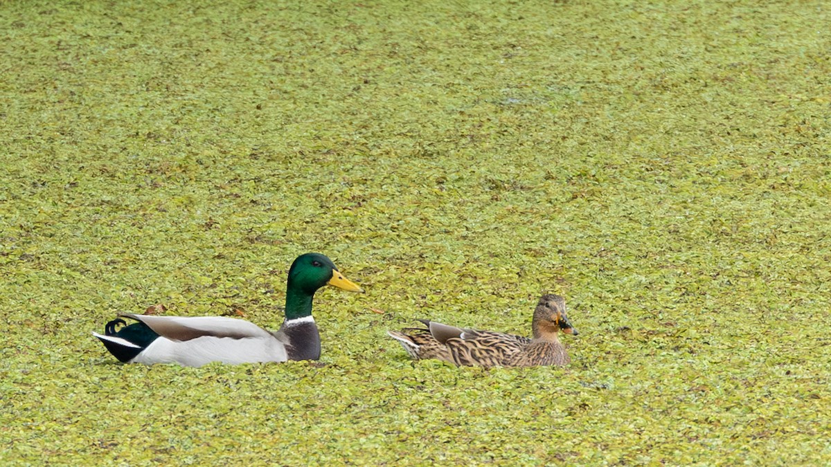 Mallard - ML647840250