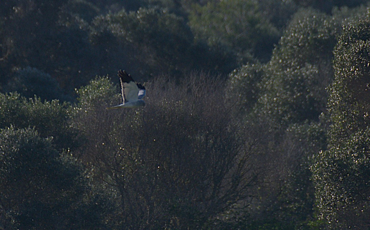 Hen Harrier - ML647840251