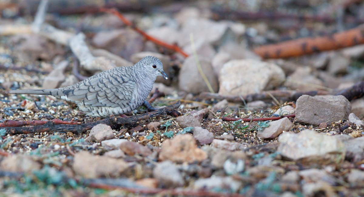 Inca Dove - ML647840254