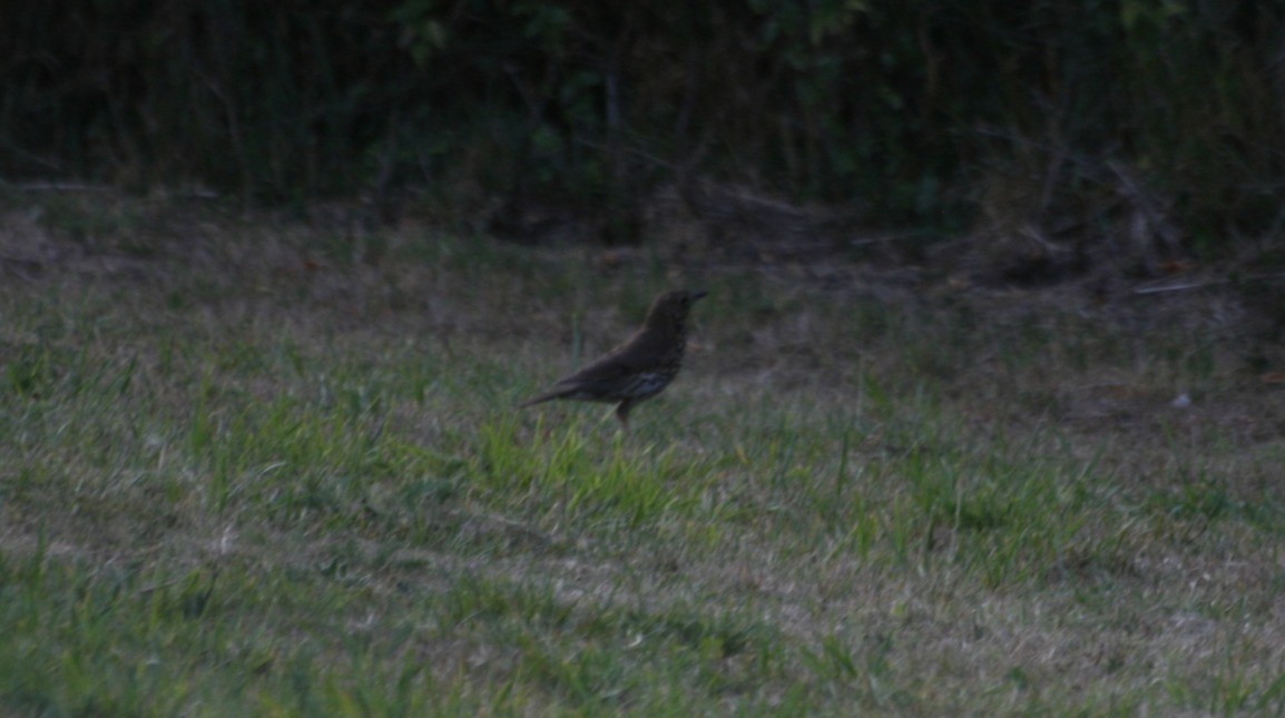 Song Thrush - ML647840255