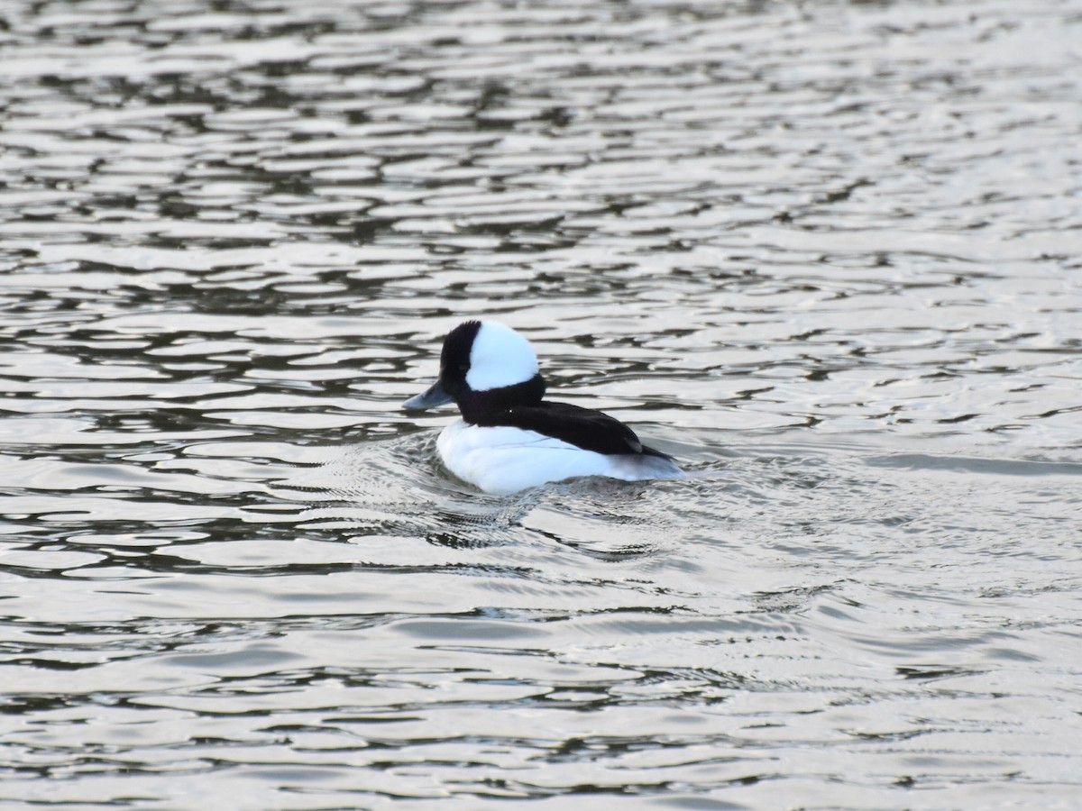 Bufflehead - ML647840256