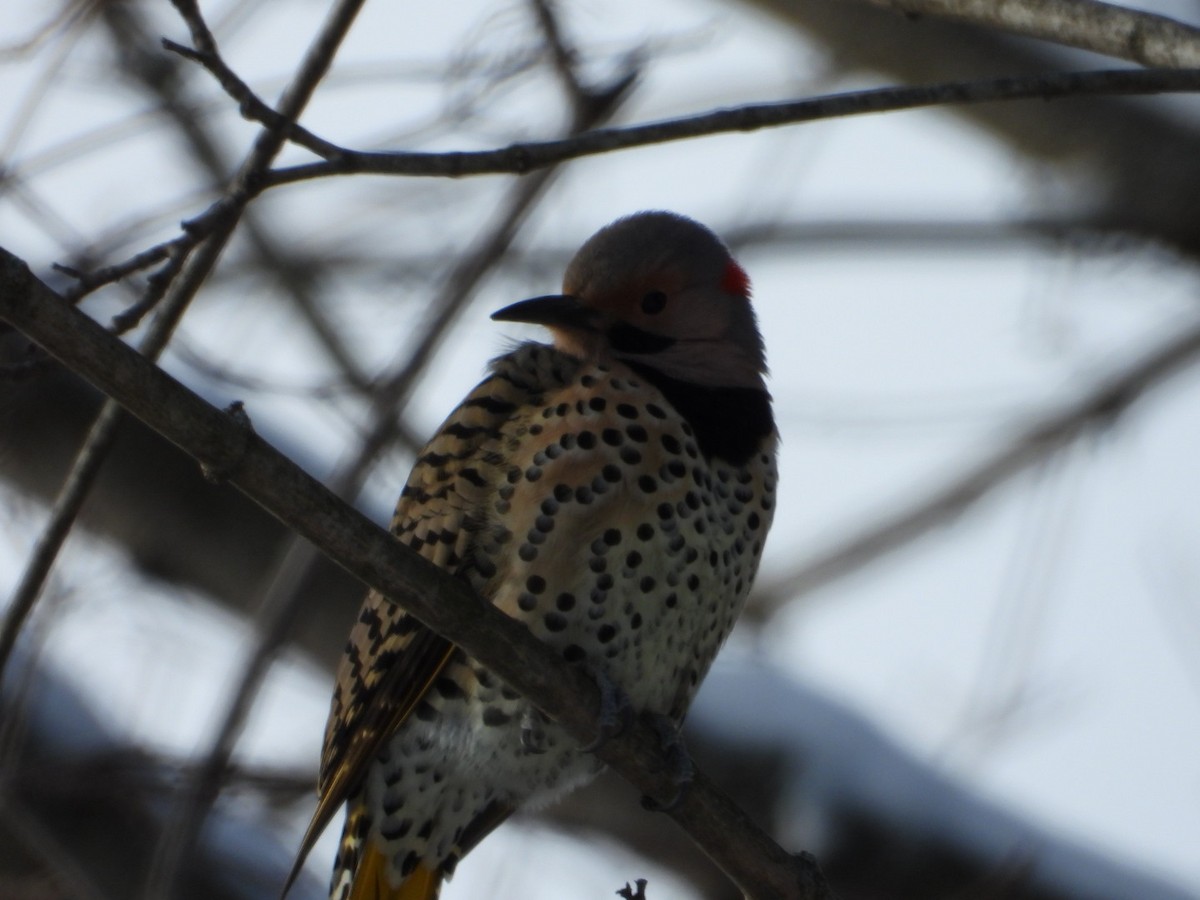 Northern Flicker - ML647840257