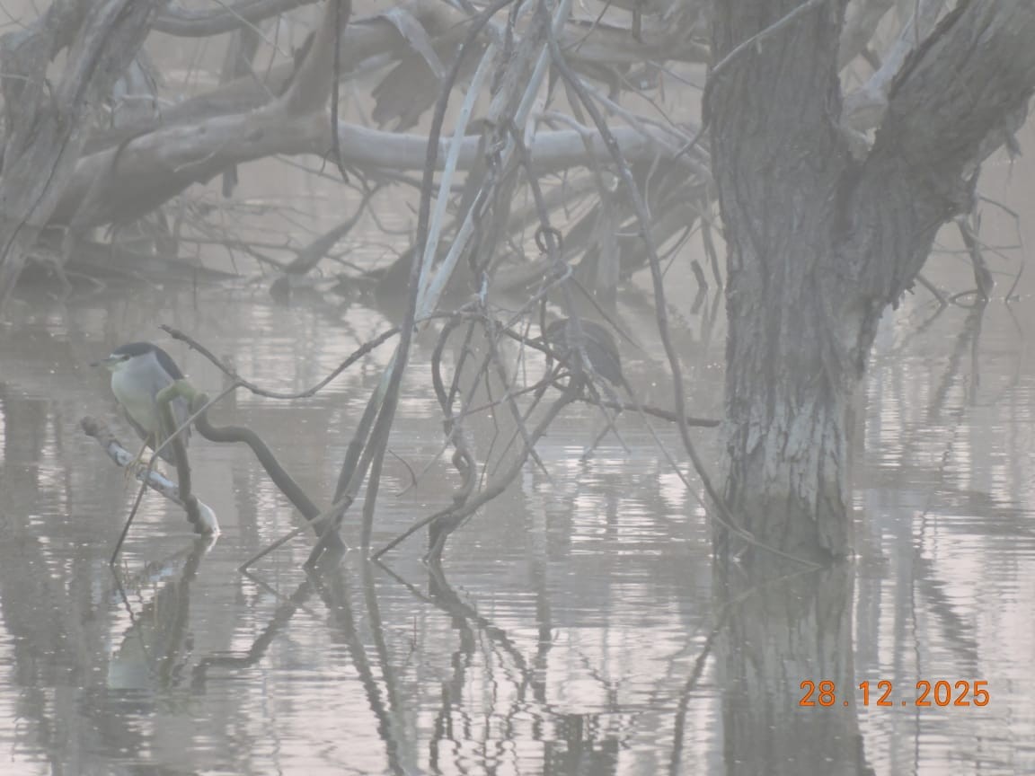 Black-crowned Night Heron - ML647840259