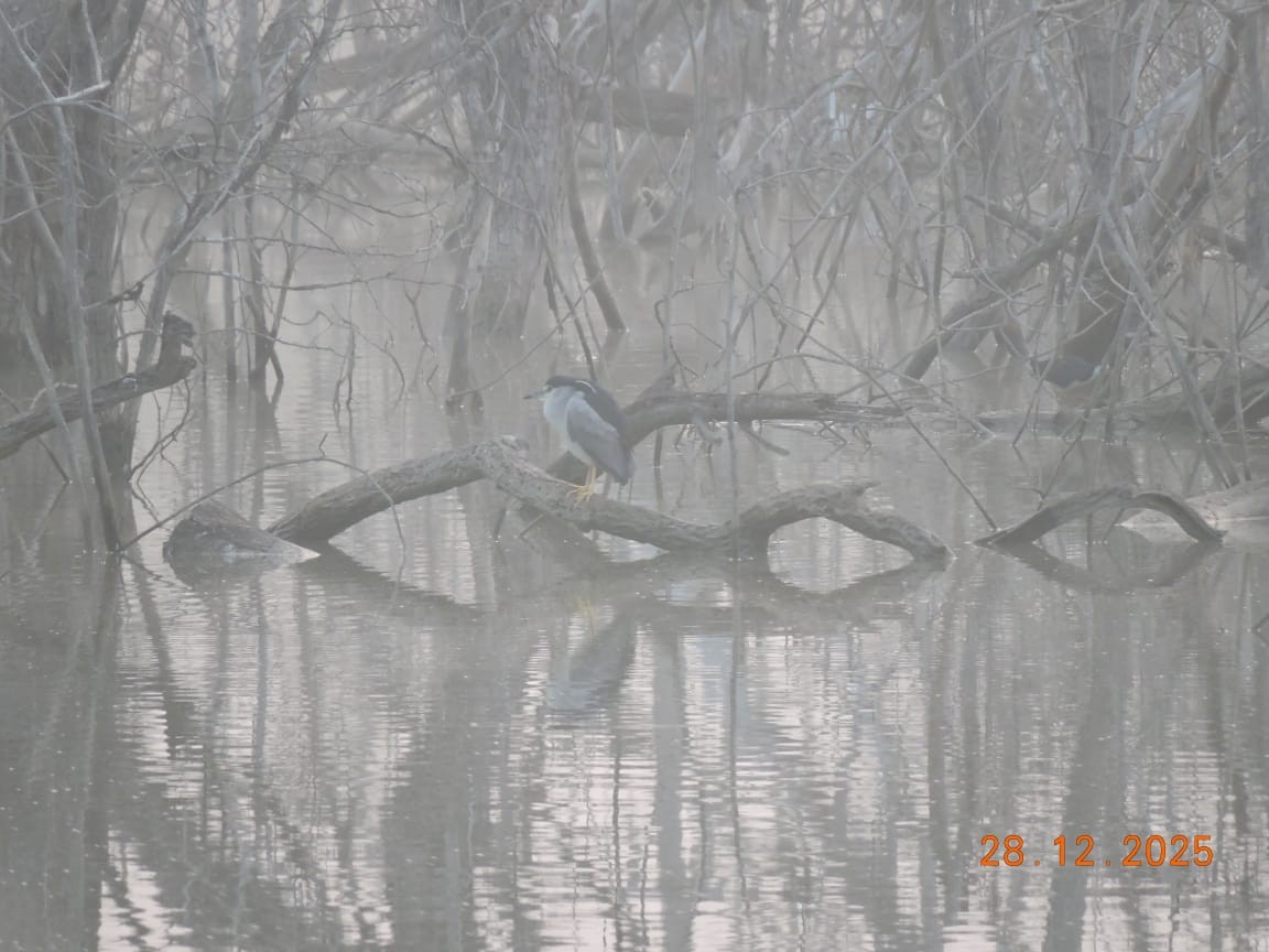 Black-crowned Night Heron - ML647840260
