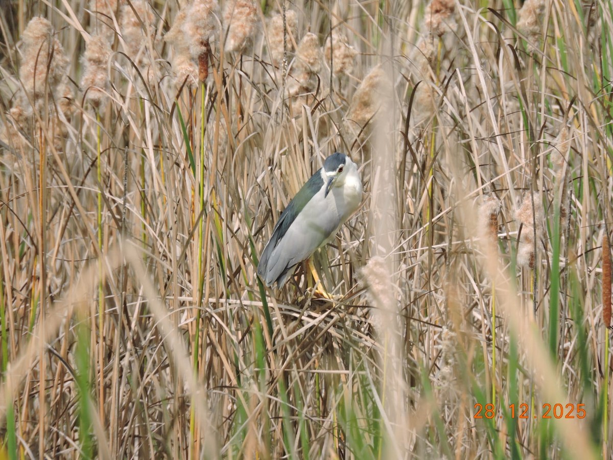 Black-crowned Night Heron - ML647840261