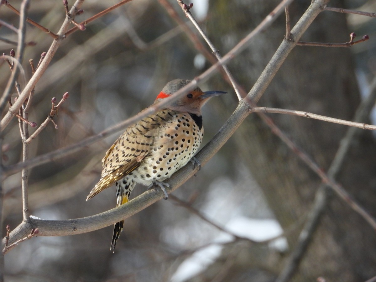 Northern Flicker - ML647840262