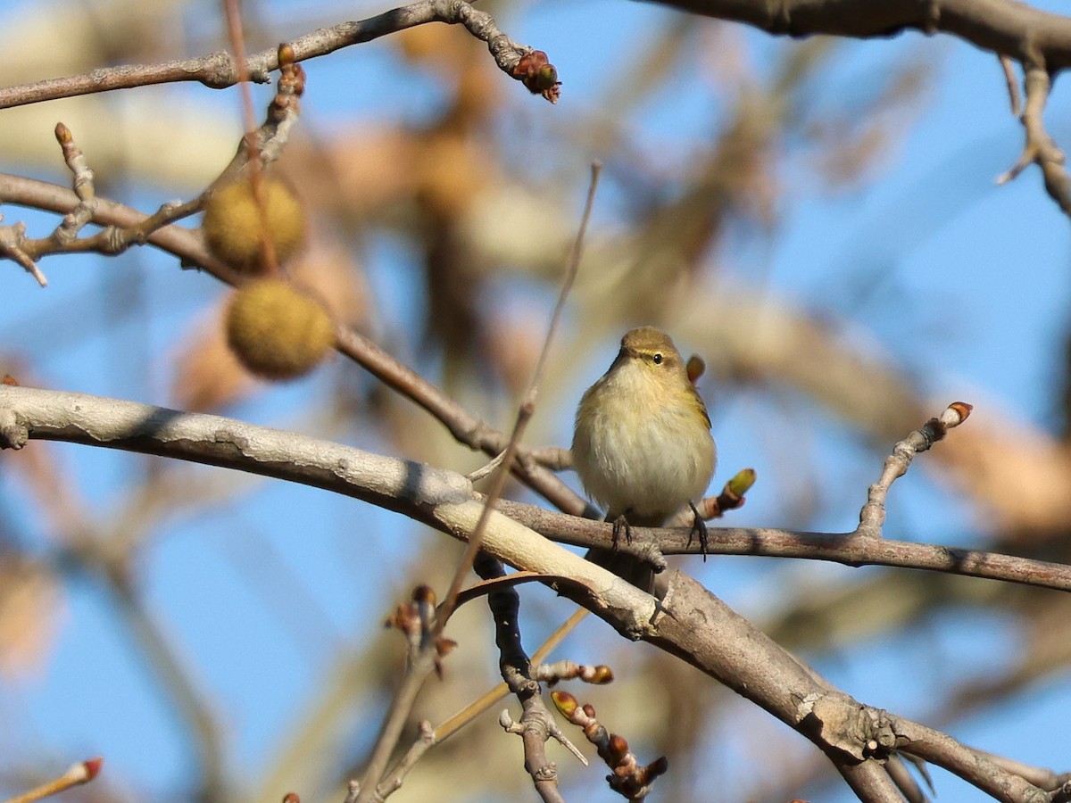 Common Chiffchaff - ML647840263