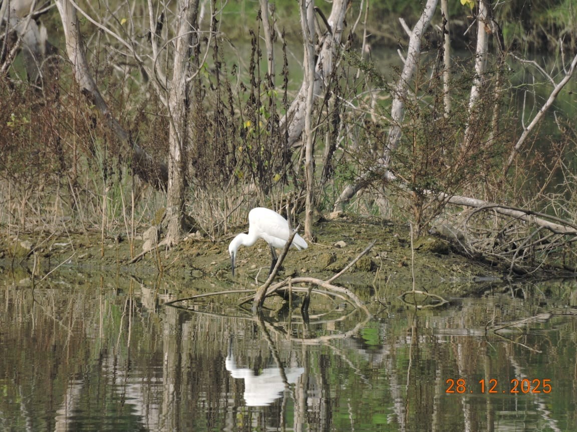 Little Egret - ML647840264