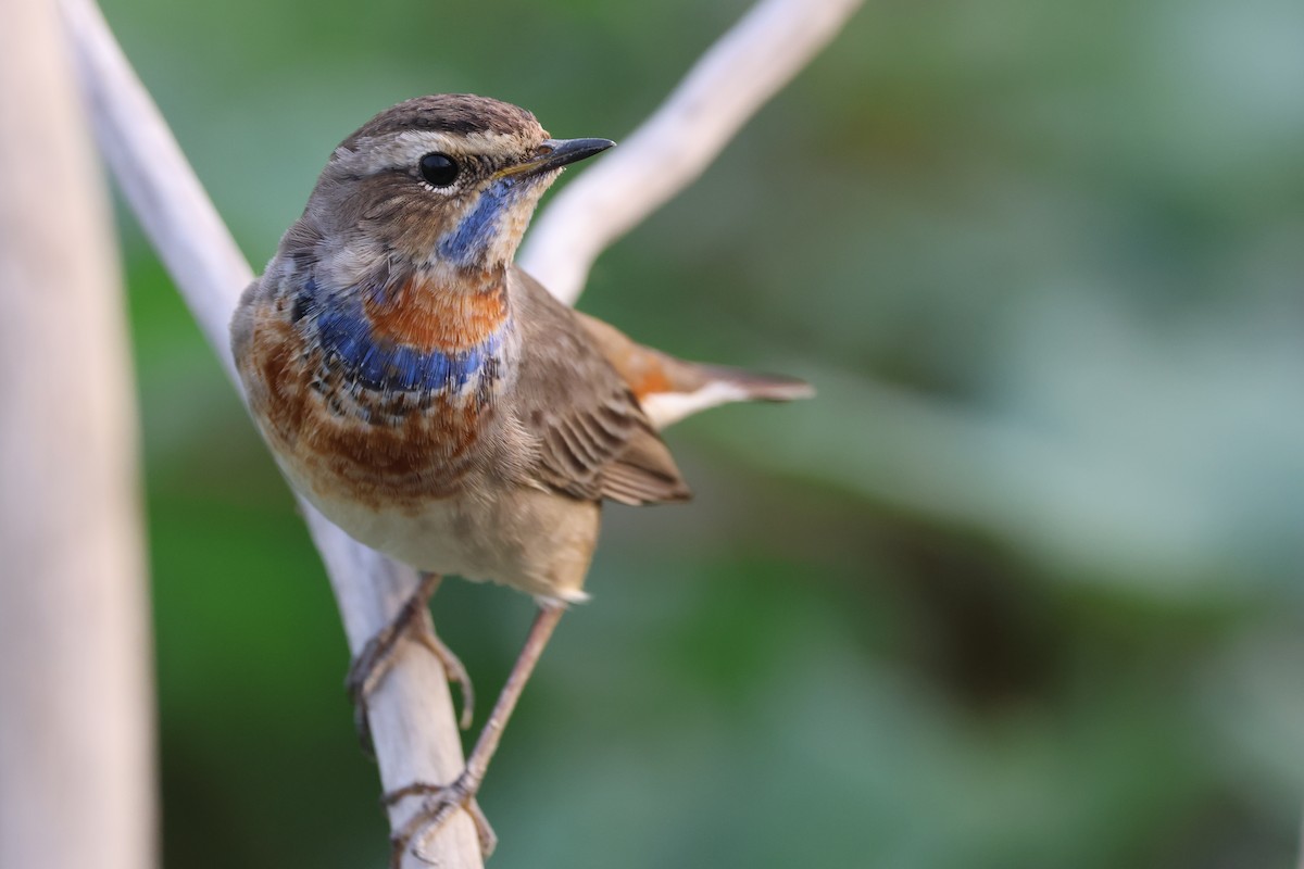 Bluethroat - ML647840267